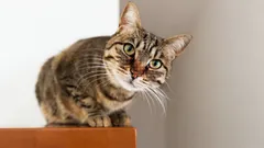 猫があなたを安全な避難所として認識しているかどうかを見分ける方法：6つの簡単なテスト