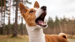 これらの犬はシステムを破壊した:まったく吠えない犬種とは