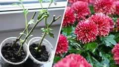 キクを繁殖させる方法：春の花の挿し木