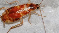 ゴキブリの侵入の初期兆候と対処法