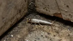 バスルームのホープシラ?原因を特定し、状況をコントロールする方法