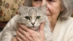 65歳以上の人は猫を飼う際に注意が必要だということがわかりました。その理由は以下の通りです。