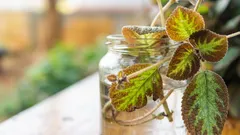 20種類の観葉植物、買うより摘み取った方が簡単