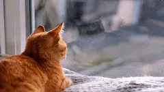 猫は飼い主がすぐに帰宅することをどうやって理解しているのか