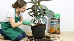 毎年必ず土を替える必要がある植物。この春、そのタイミングを逃さないでください！