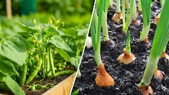 豆と玉ねぎを隔離する理由：両方が枯れてしまう原因となる間違い