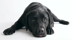 犬が飼い主に対して怒りや恨みを感じる9つの行動:犬に良くしたいなら避けるべきこと